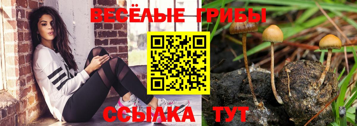 Псилоцибиновые грибы Psilocybe Комсомольск-на-Амуре